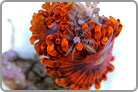 ReefKoi LE Lunar Polyp's